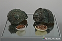 VBS_8353 - Artissima 2022 - Ventinovesima Edizione